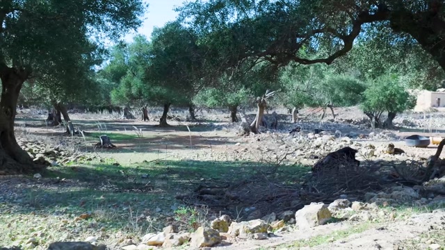 Ain Musa Spring Jordan Water Source Stock Footage: Royalty-Free Video ...