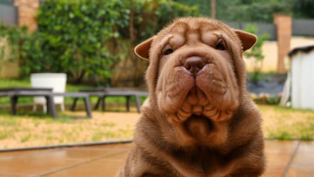 Like Shar | Animals stock footage - Storyblocks