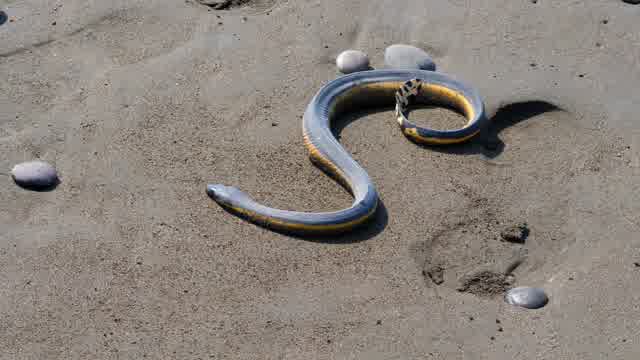 Snakes In Water Stock Footage: Royalty-Free Video Clips - Storyblocks