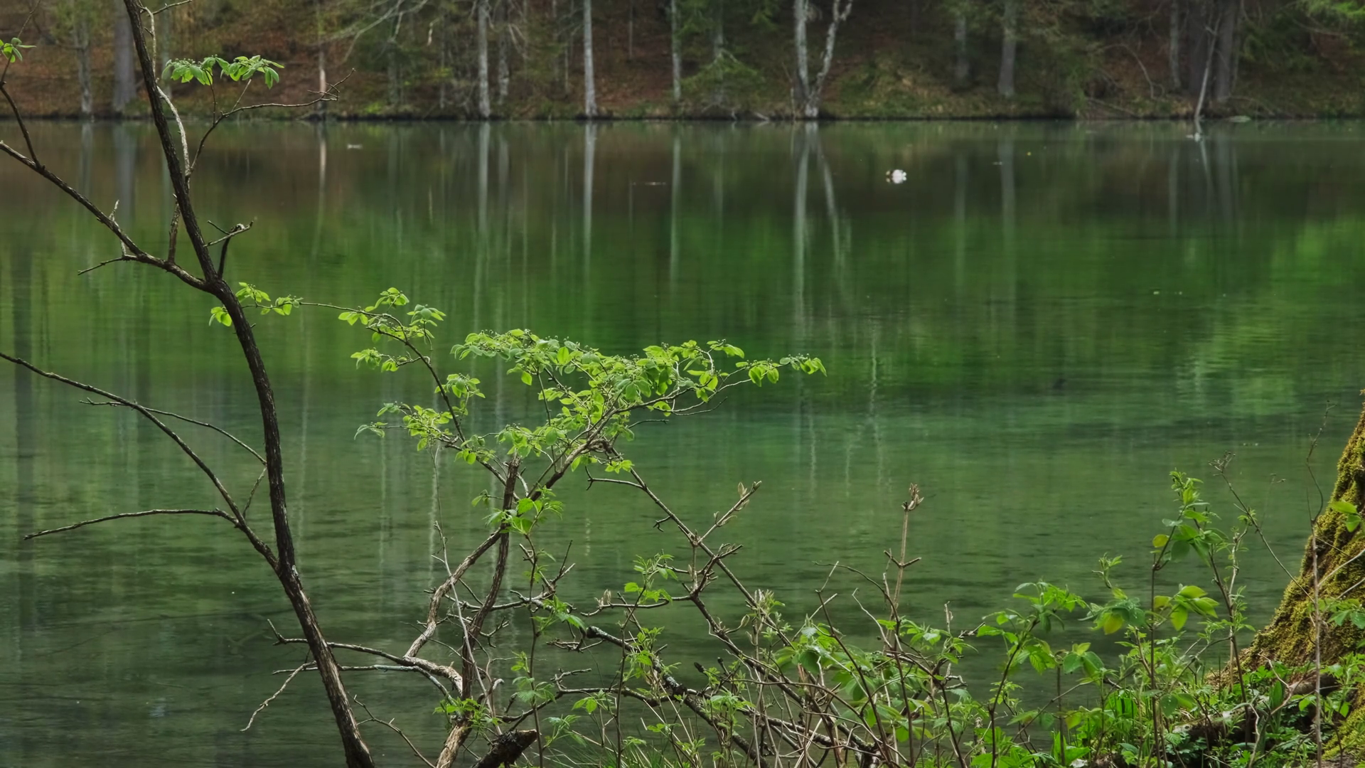 Forest Lake View At Springtime Trees Stock Footage SBV-349029369 ...