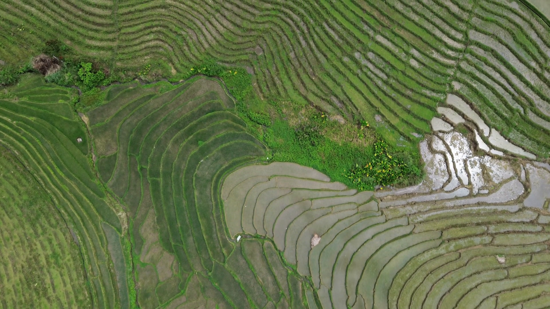 Aerial Top View Of Green Rice Terrace Fields Stock Footage SBV ...