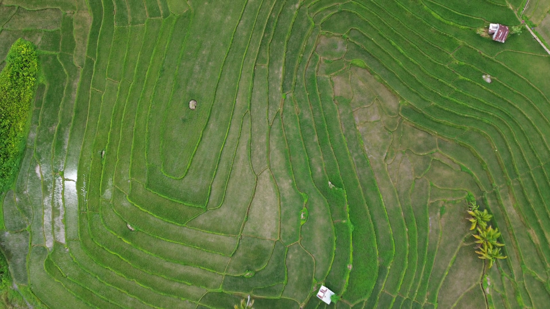 Aerial Top View Of Green Rice Terrace Fields Stock Footage SBV ...