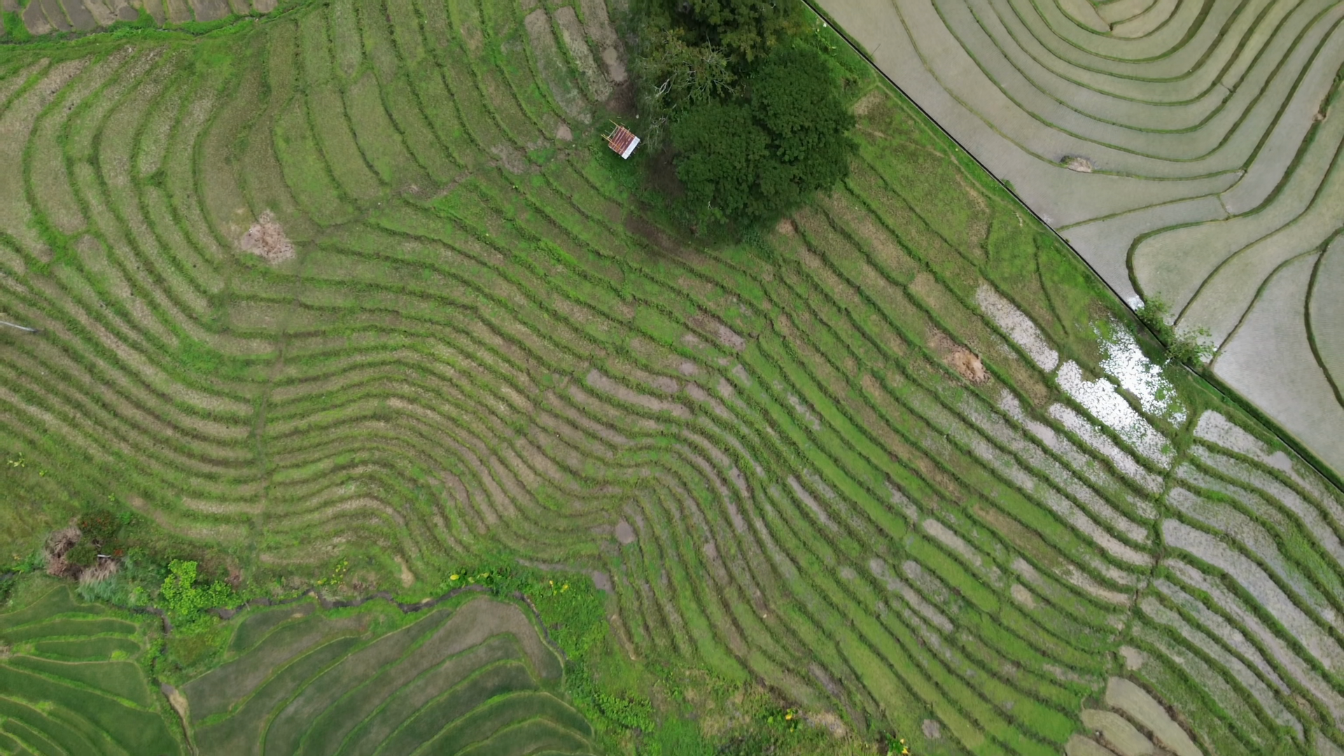 Aerial Top View Of Green Rice Terrace Fields Stock Footage SBV ...