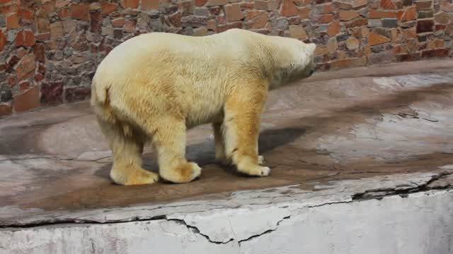 Polar Bear In Wild Stock Footage: Royalty-Free Video Clips - Storyblocks