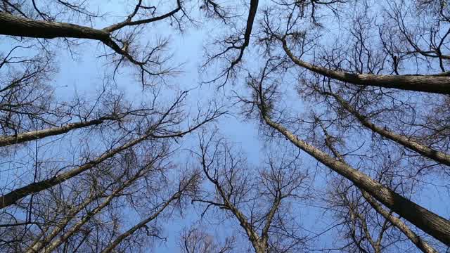 Swaying Trees Stock Footage: Royalty-Free Video Clips - Storyblocks