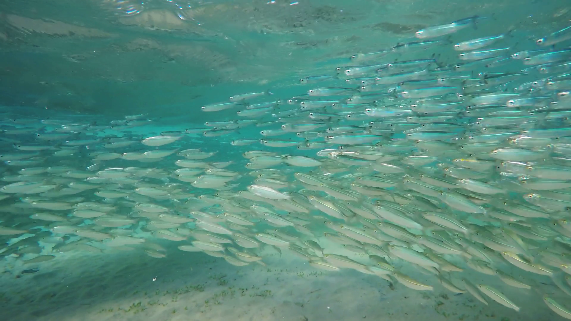 School Of Small Fish In Ocean 4k Stock Footage SBV-347744376 - Storyblocks