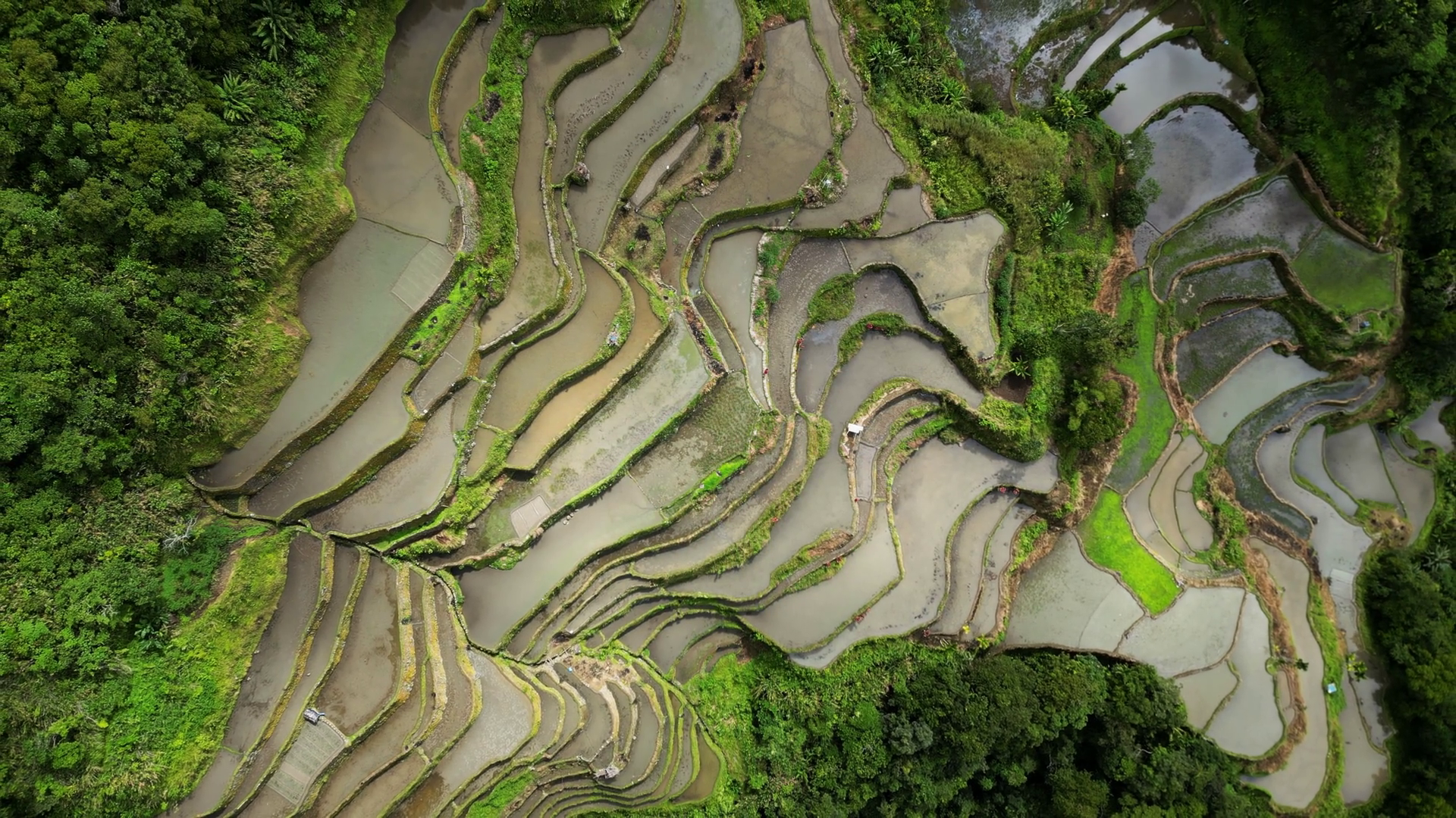 Aerial Top View Of Picturesque Batad Rice Stock Footage SBV-348761060 ...