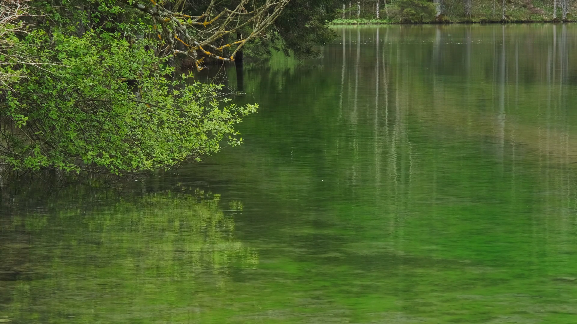 Forest Lake View At Springtime Trees Stock Footage SBV-348997633 ...