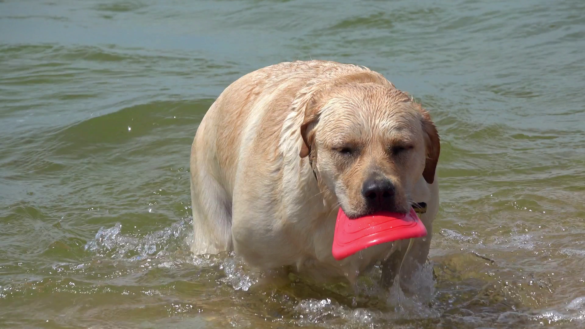 Labrador Retriever Dog Swimming In Sea 4k Stock Footage SBV-348634166 ...