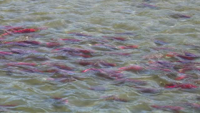 Fish Reproduction Stock Footage: Royalty-Free Video Clips - Storyblocks