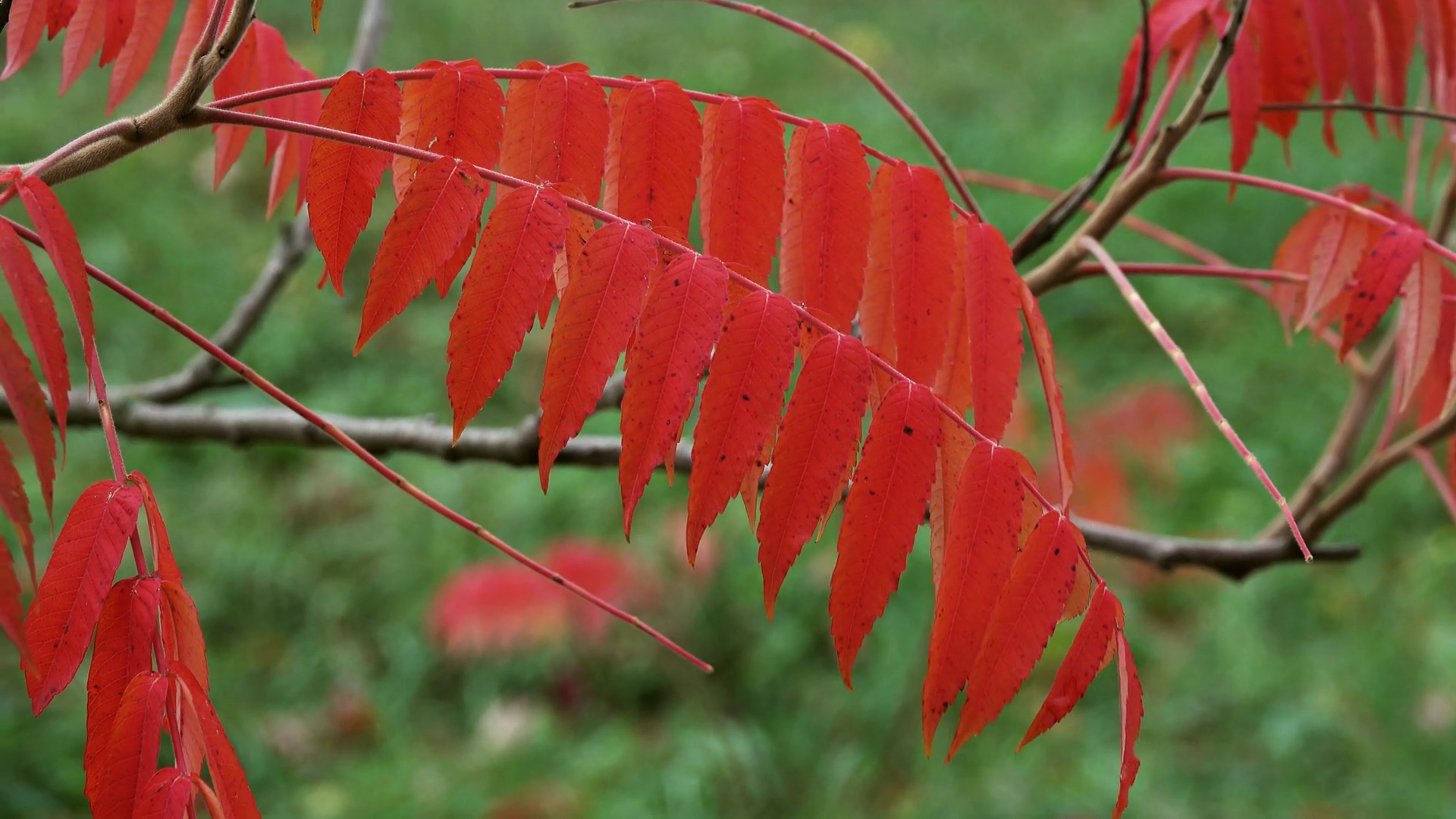 Red Rowan Leaves At Autumn Close-up 4k Stock Footage SBV-348536407 ...