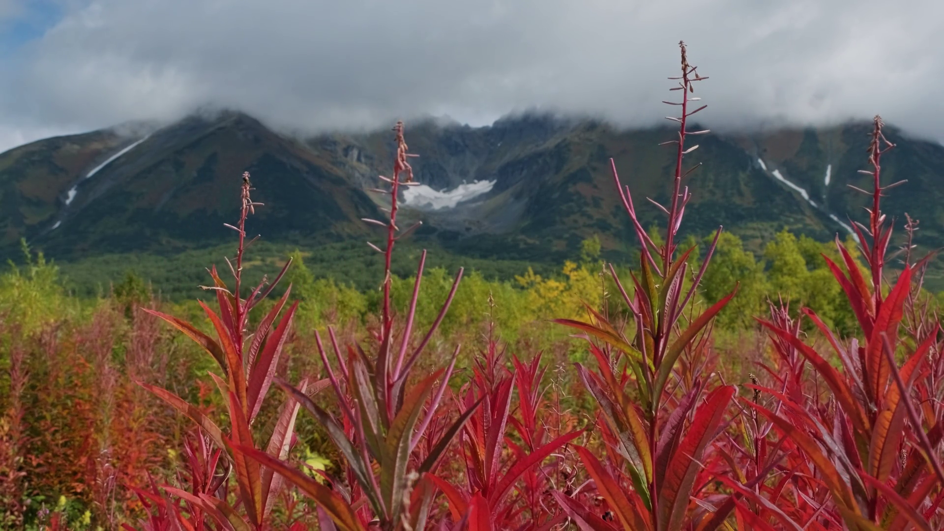 Blooming Flowers Ivan Tea Willow-herb Near Stock Footage SBV-348550738 ...