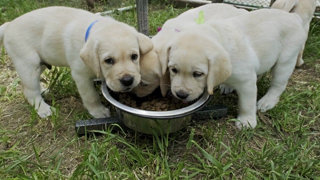 Labrador Retriever Eating Stock Footage: Royalty-Free Video Clips ...
