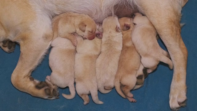 Dog Feeding Puppies Stock Footage: Royalty-Free Video Clips - Storyblocks