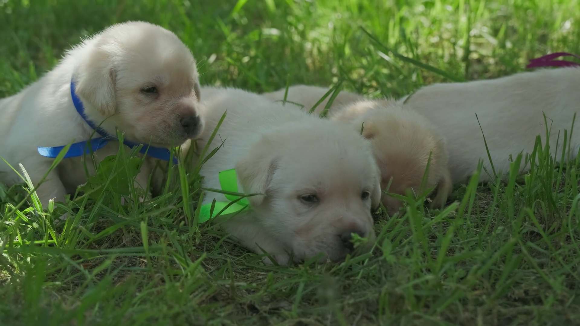 Labrador Puppies Beautiful Little Dog In Stock Footage SBV-348851087 ...