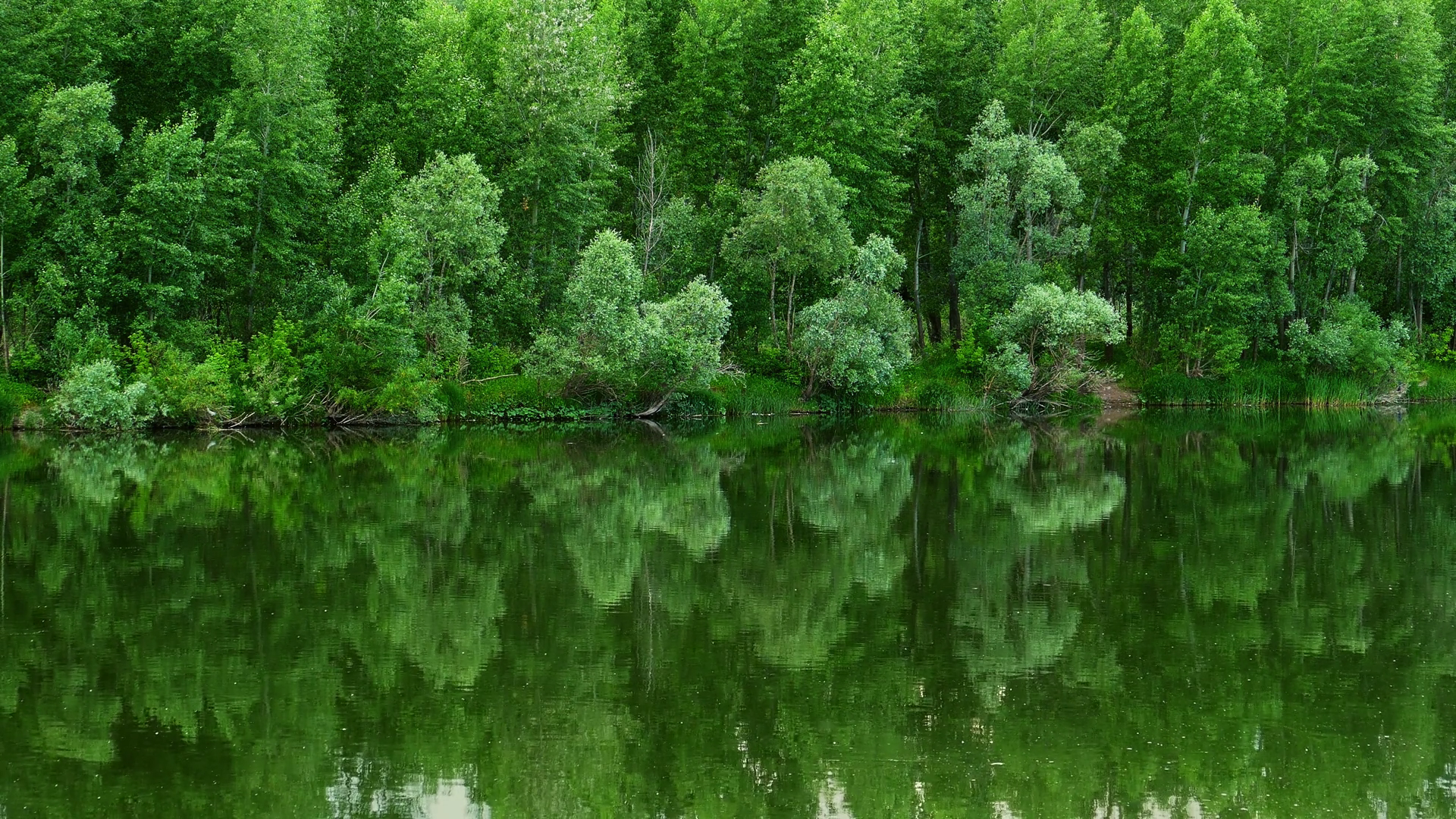 The Forest On Bank Of River Is Reflected In Stock Footage SBV-347798125 ...
