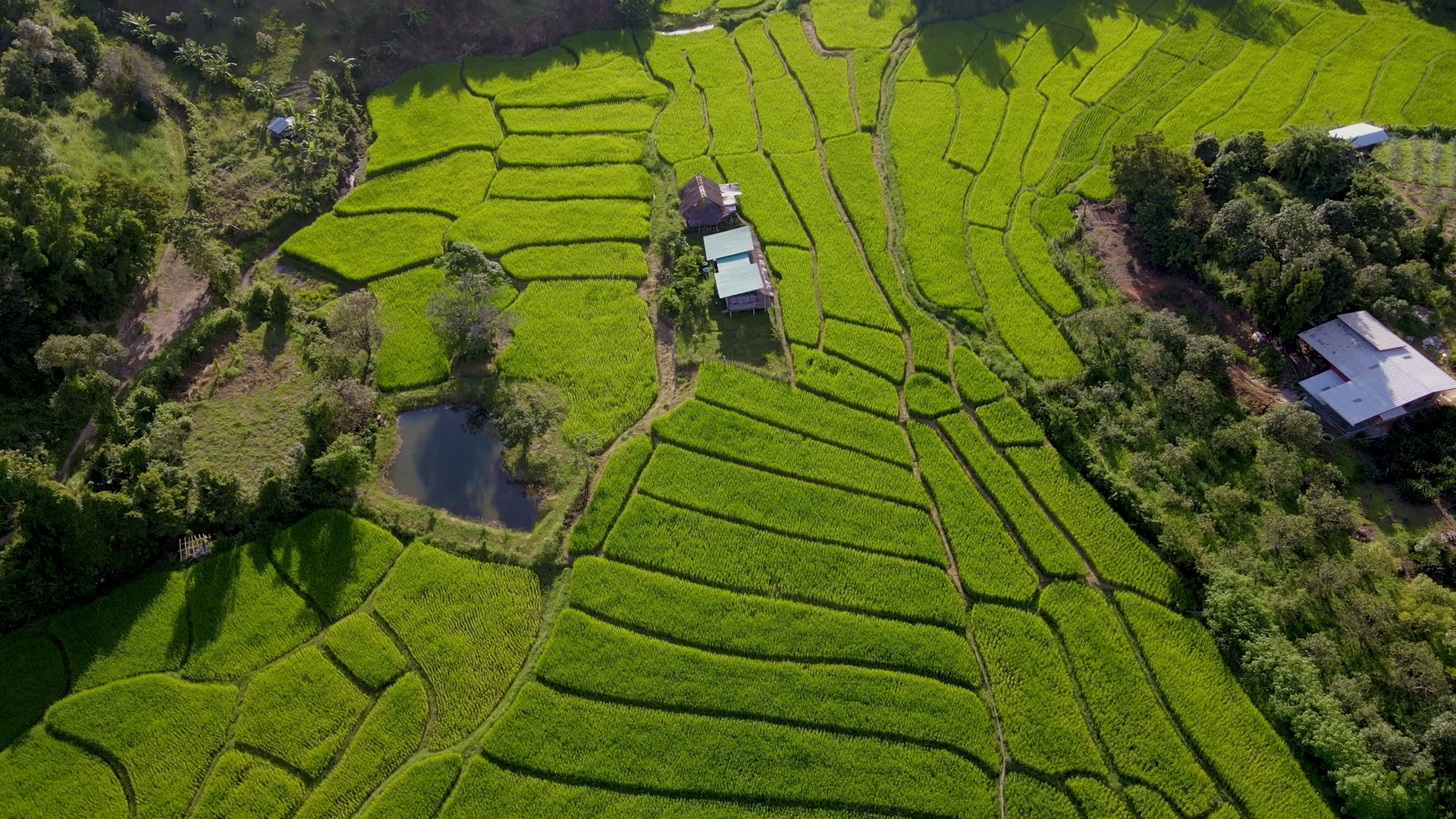 Terraced Rice Field In Chiangmai During Stock Footage SBV-348526908 ...