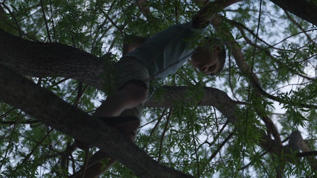 Shaking Tree Stock Footage: Royalty-Free Video Clips - Storyblocks