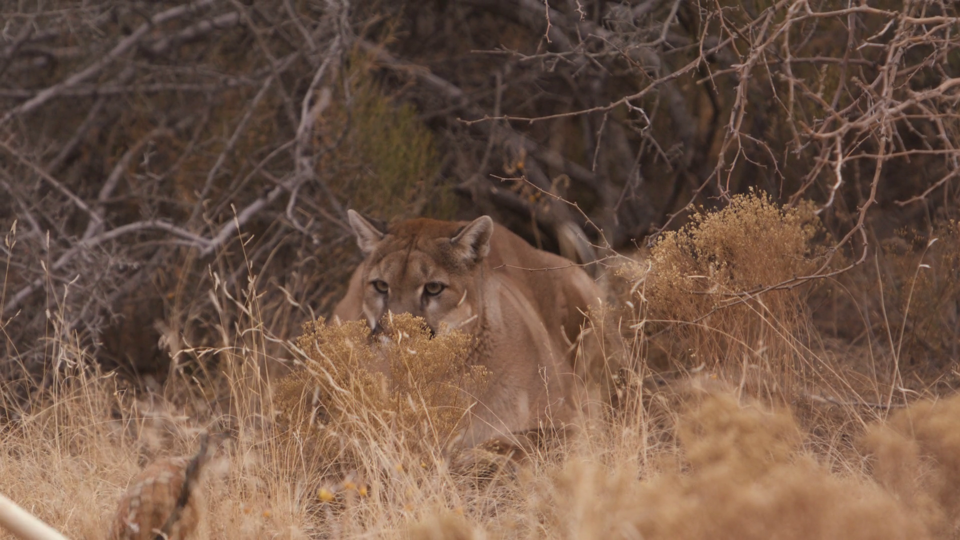 Female Lion In Enclouser Being Coaxed Out Of Stock Footage SBV ...