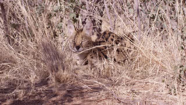 Mammal Predators Stock Footage: Royalty-Free Video Clips - Storyblocks