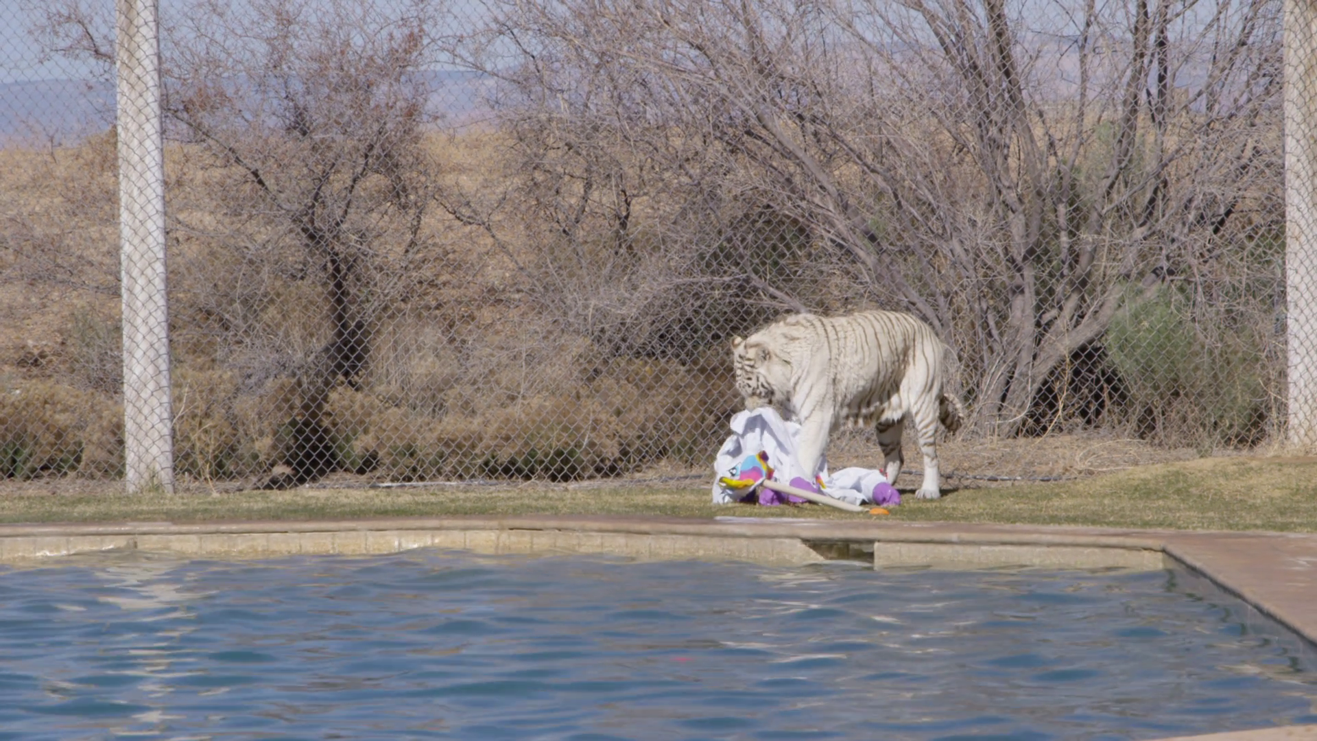 White Tiger Rips Toy Then Runs Towards Toy Stock Footage SBV-351907253 ...