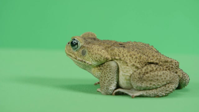Cane Toad Stock Footage: Royalty-Free Video Clips - Storyblocks