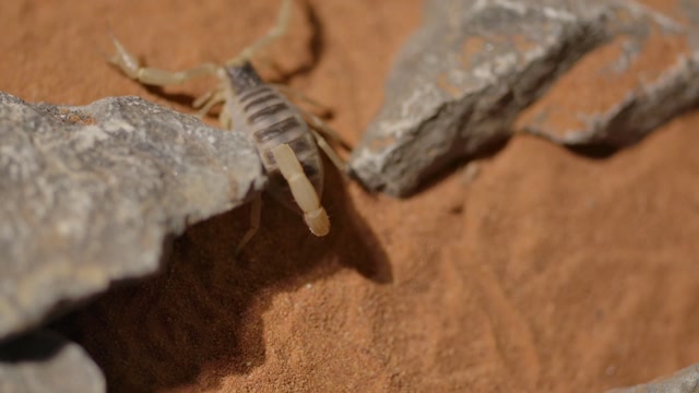 Blind Cave Insect Pale Closeup Stock Footage: Royalty-Free Video Clips ...