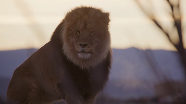 Lion King Sunrise Stock Footage: Royalty-Free Video Clips - Storyblocks