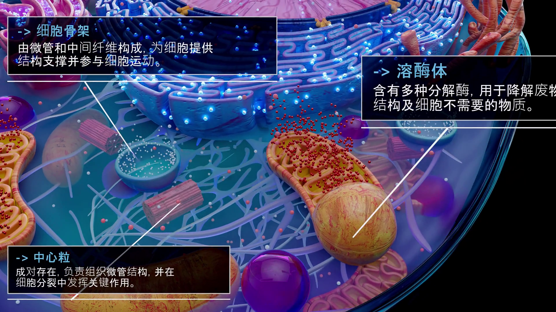Conceptual 3d Animation Of Eukaryotic Cell Stock Footage SBV-353493991 ...