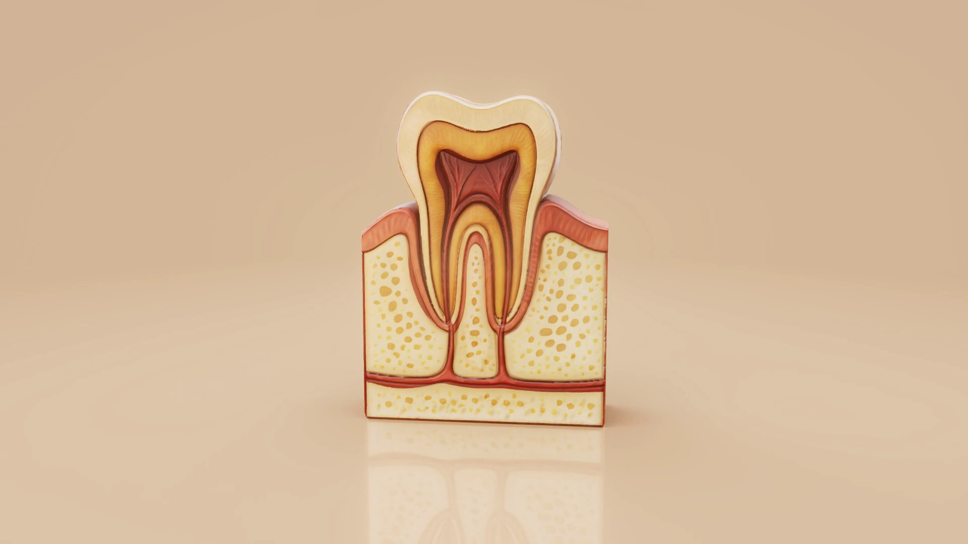 Conceptual 3d Animation Of Human Tooth Stock Footage SBV-352885577 ...
