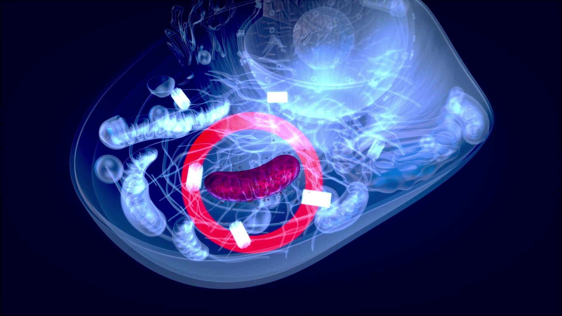 4k Abstract Animation Of Biological Cell Stock Motion Graphics SBV ...