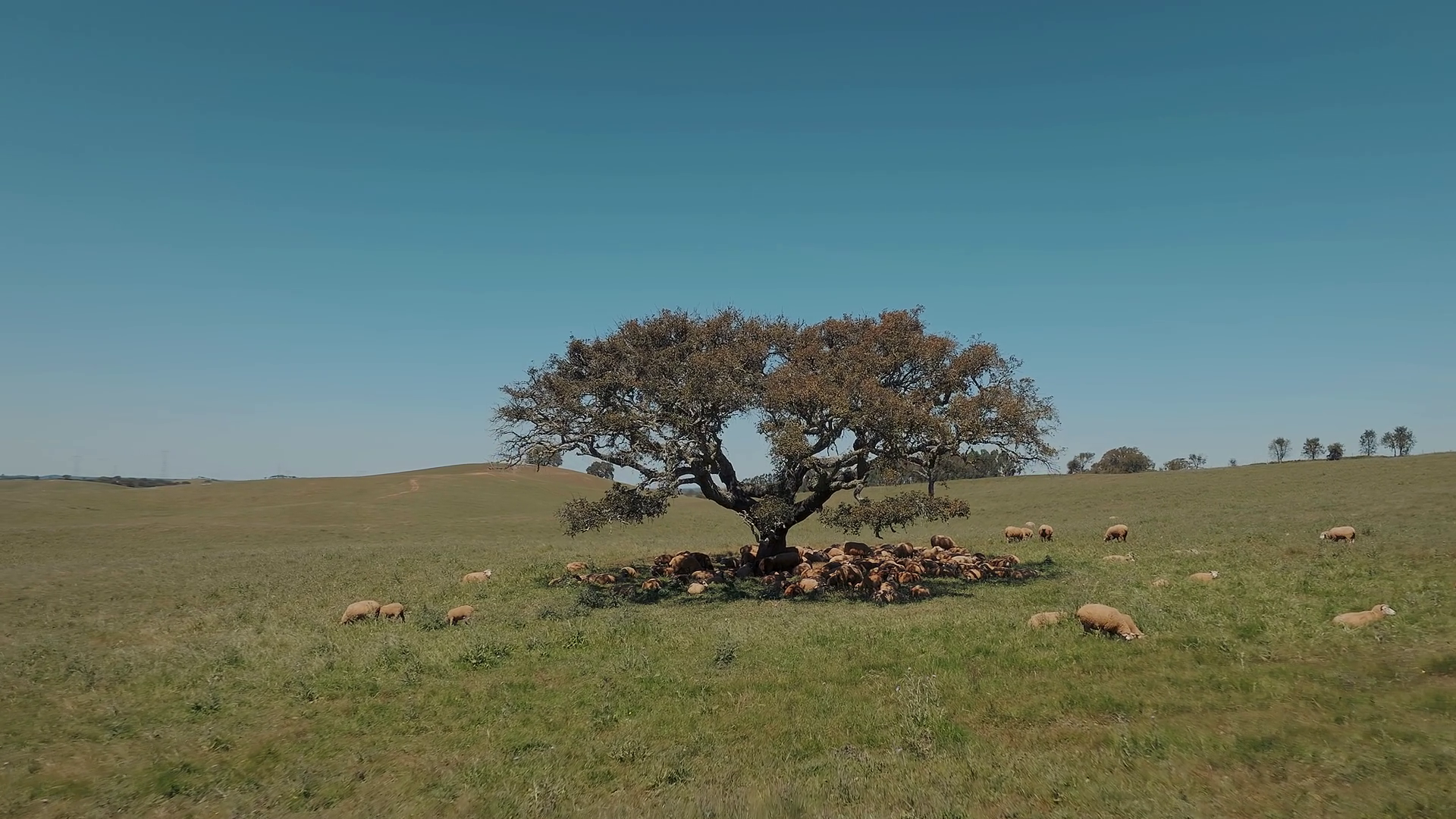 Flock Of Sheep Grazing Under Tree In Field Stock Footage SBV-349275698 ...