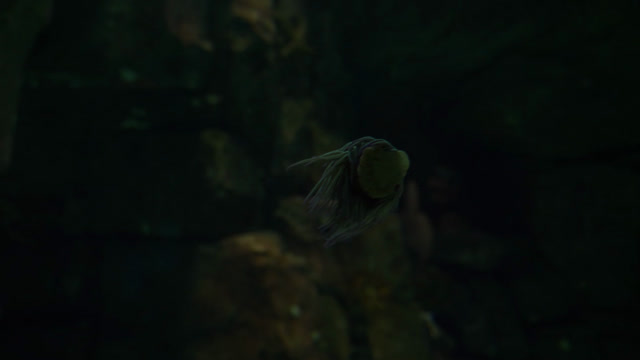 Small Fish Stock Footage: Royalty-Free Video Clips - Storyblocks