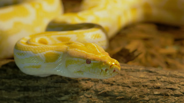 Albino Python Stock Footage: Royalty-Free Video Clips - Storyblocks