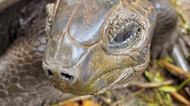 Turtle Face Stock Footage: Royalty-Free Video Clips - Storyblocks