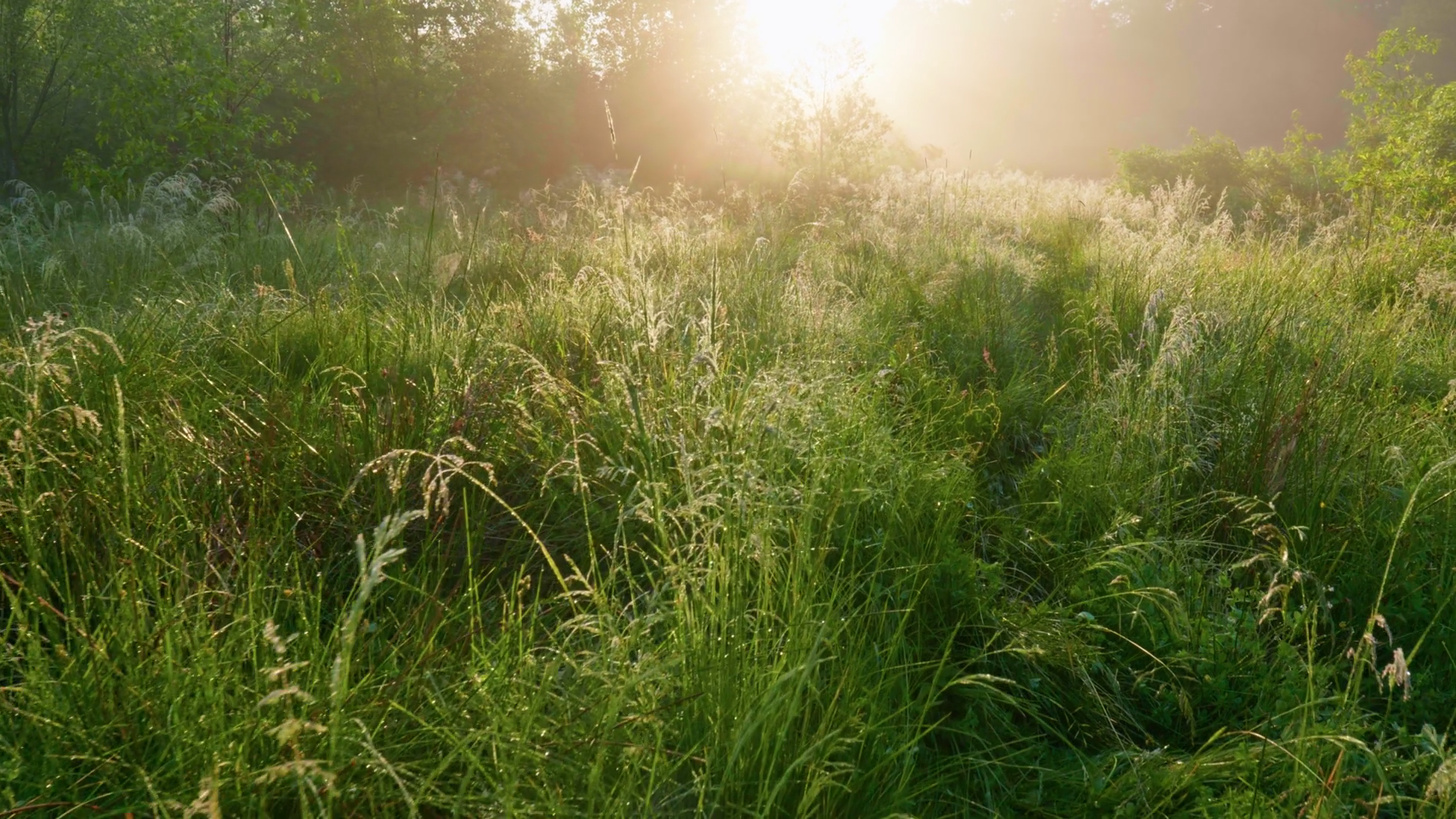 Walk In Green Meadow With Tall Grass Towards Stock Footage SBV ...