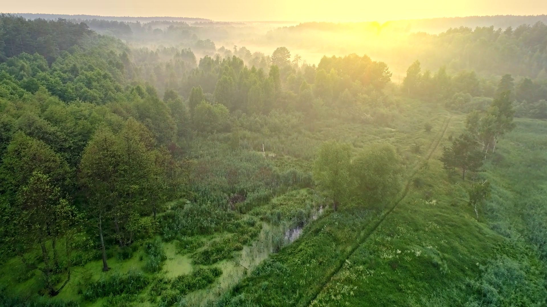 Marvellous View Of Green Forest During Stock Footage SBV-352351621 ...