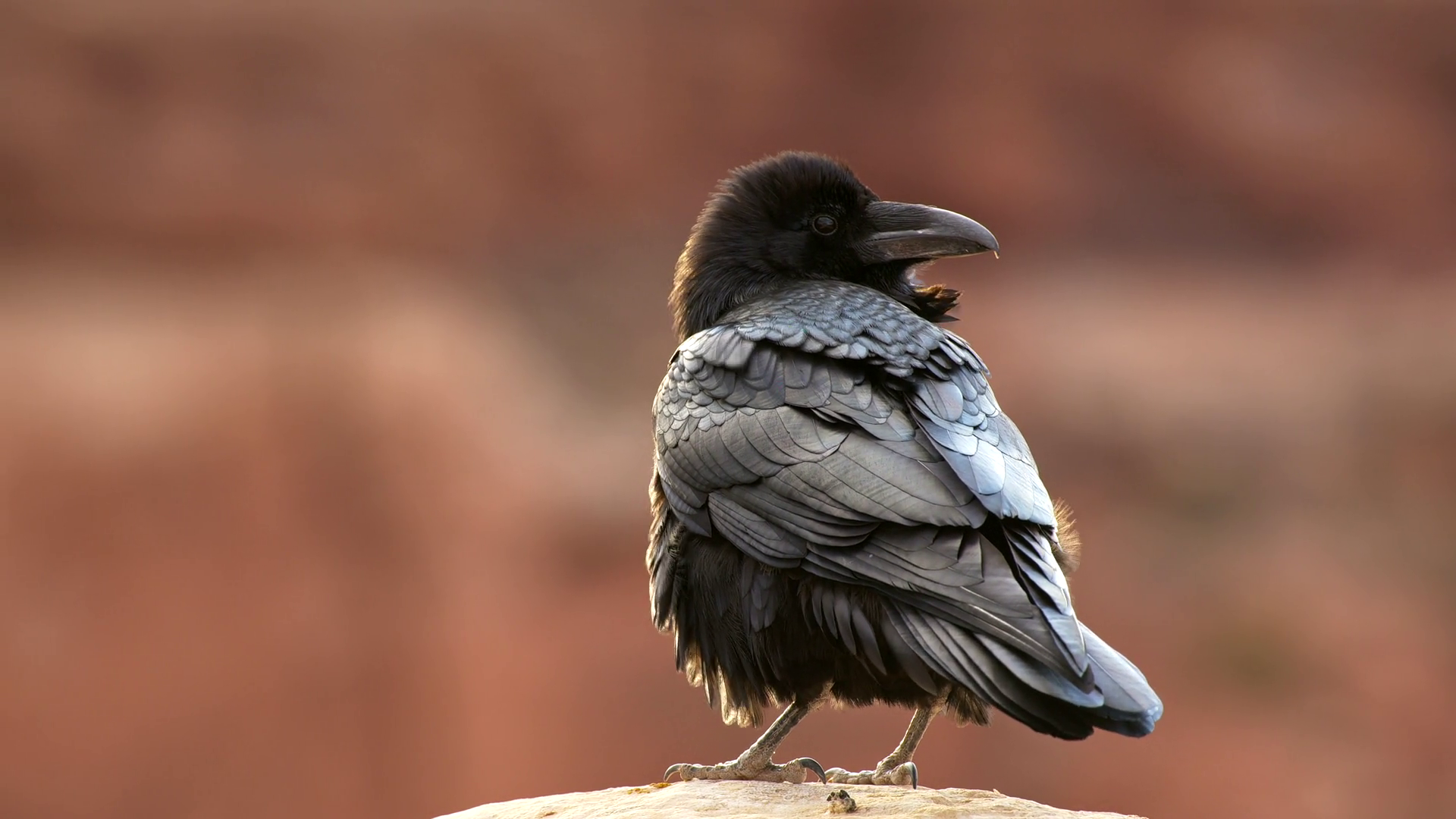 Single Raven Looking Around Bird's Brilliant Stock Footage SBV ...