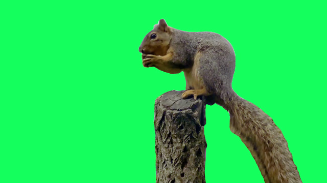 Eating Green Screen Stock Footage: Royalty-Free Video Clips - Storyblocks