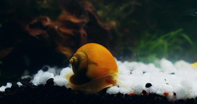 Tank Shell Stock Footage: Royalty-Free Video Clips - Storyblocks