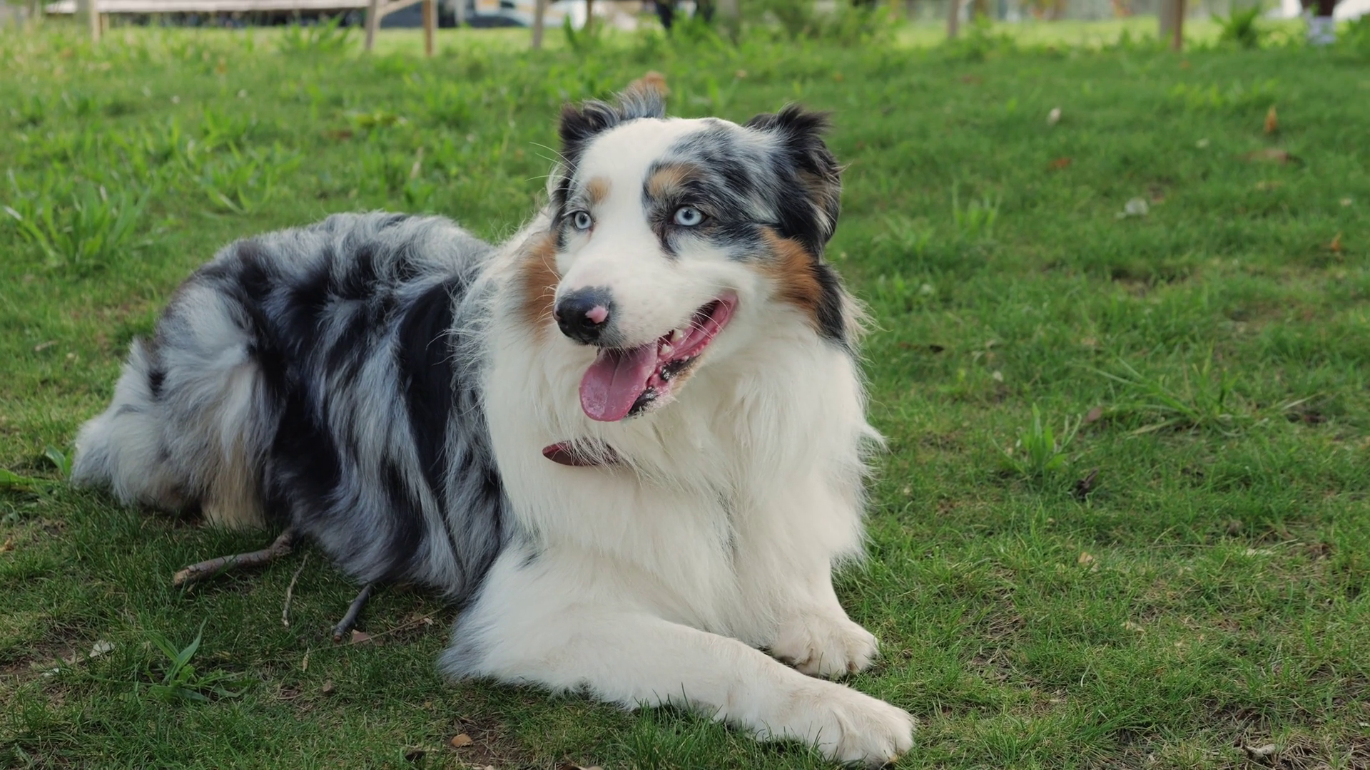 Australian Shepherd Dog Portrait With Stock Footage SBV-349113890 ...