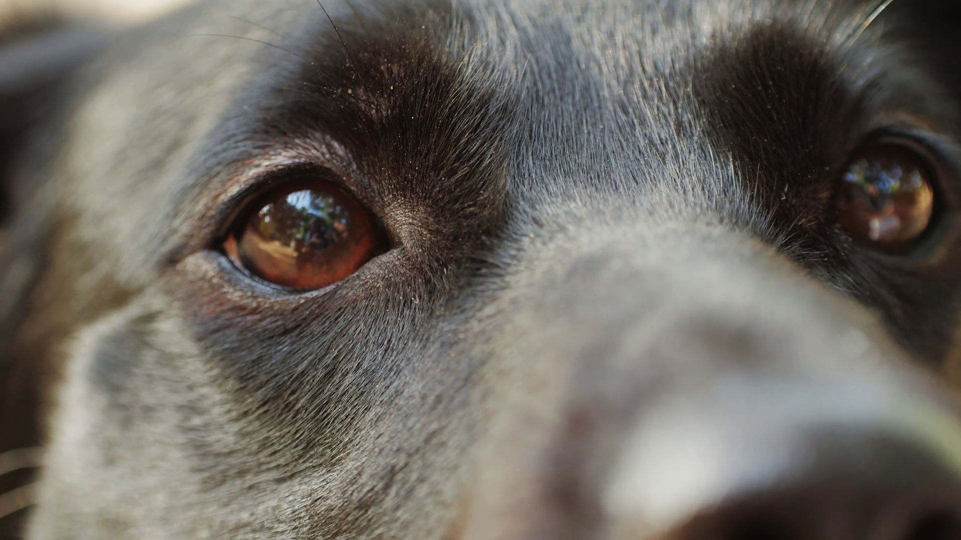Close Up View Of Eyes Of Black Labrador Stock Footage SBV-349113465 ...