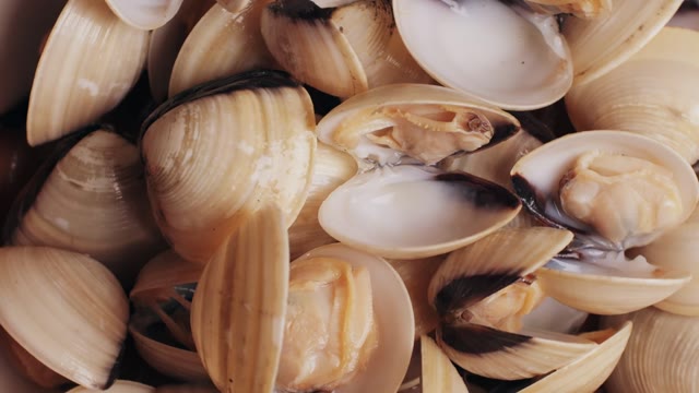 Clam Shell Stock Footage: Royalty-Free Video Clips - Storyblocks