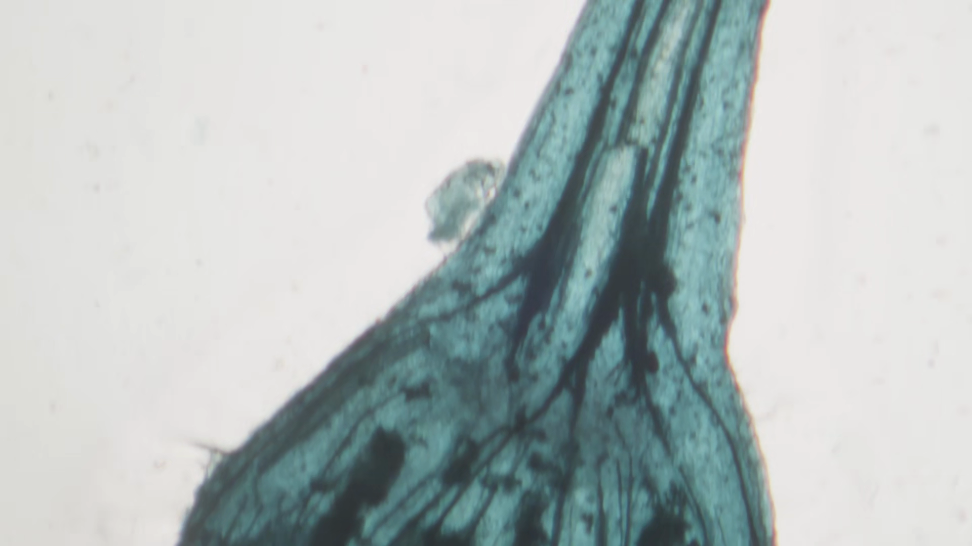 Microscopic View Of Texture Of Pith Of Stock Footage SBV-353688979 ...