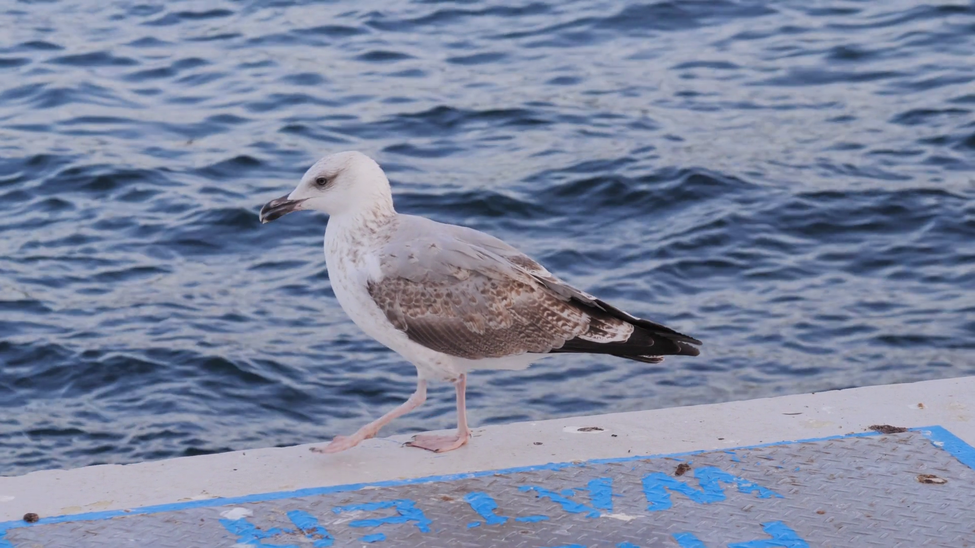 Seagull Beach Sfx