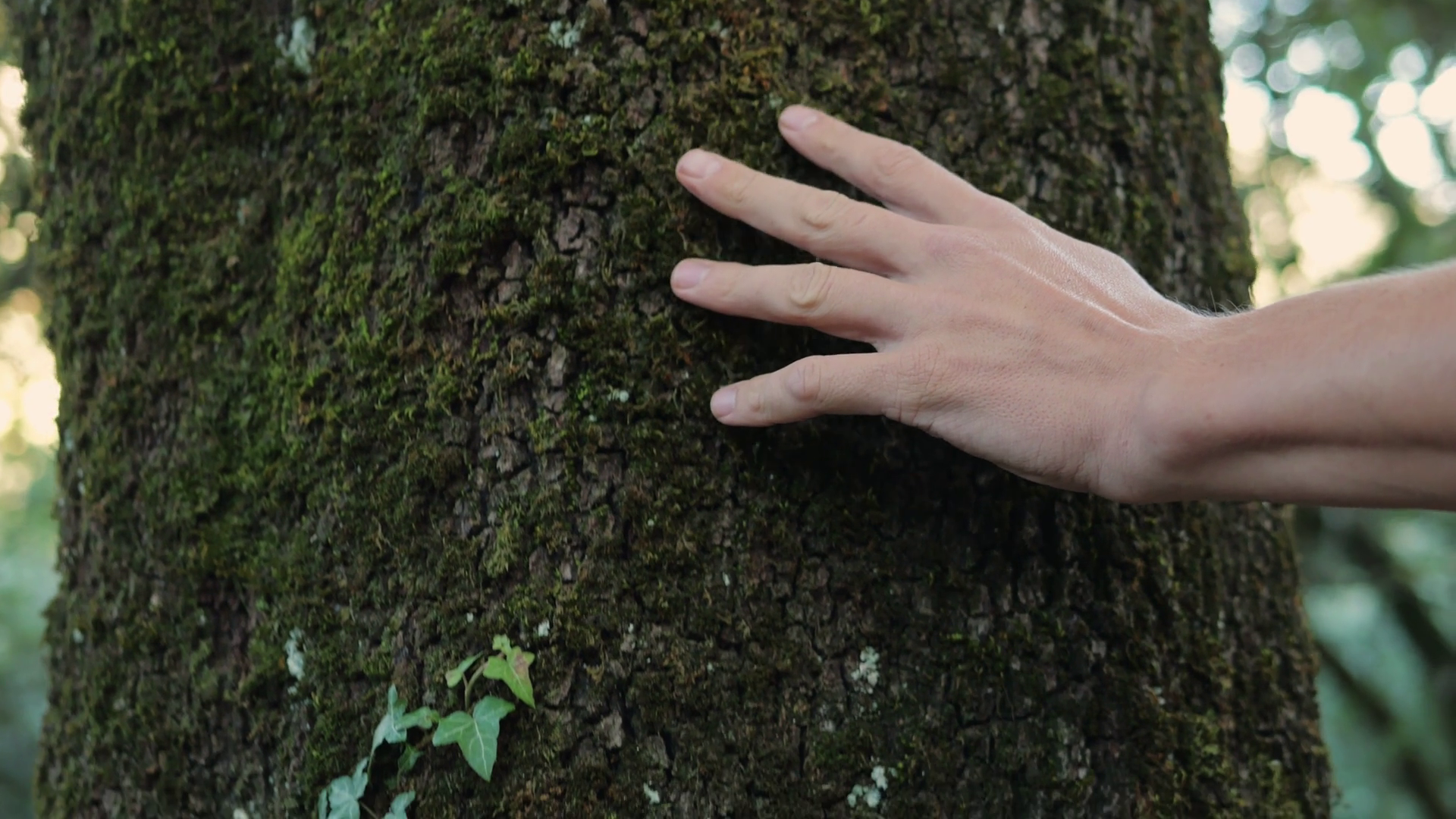 Man Hand Touching Old Tree On Sunny Day In Stock Footage SBV-348673260 ...