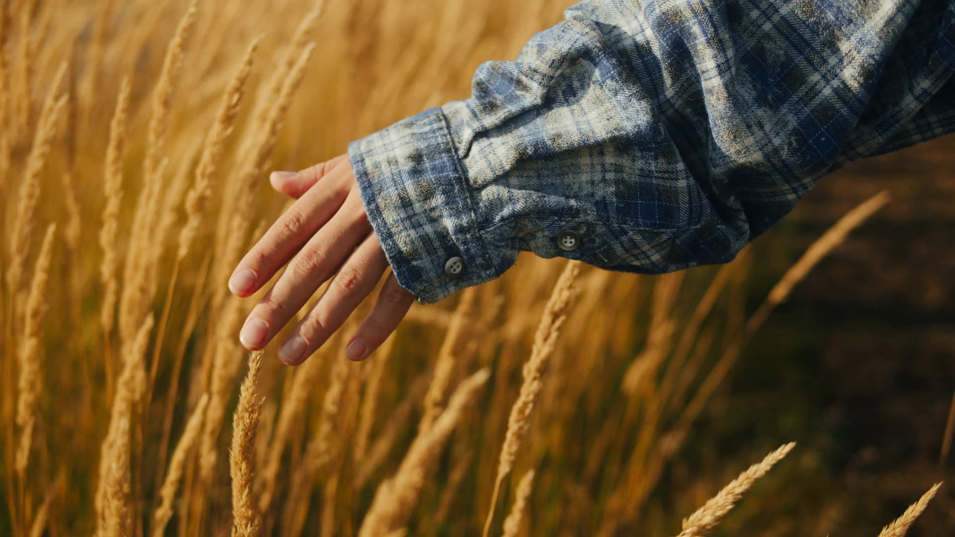 Woman Hand Touching Golden Wheat Ear In Stock Footage SBV-348825245 ...