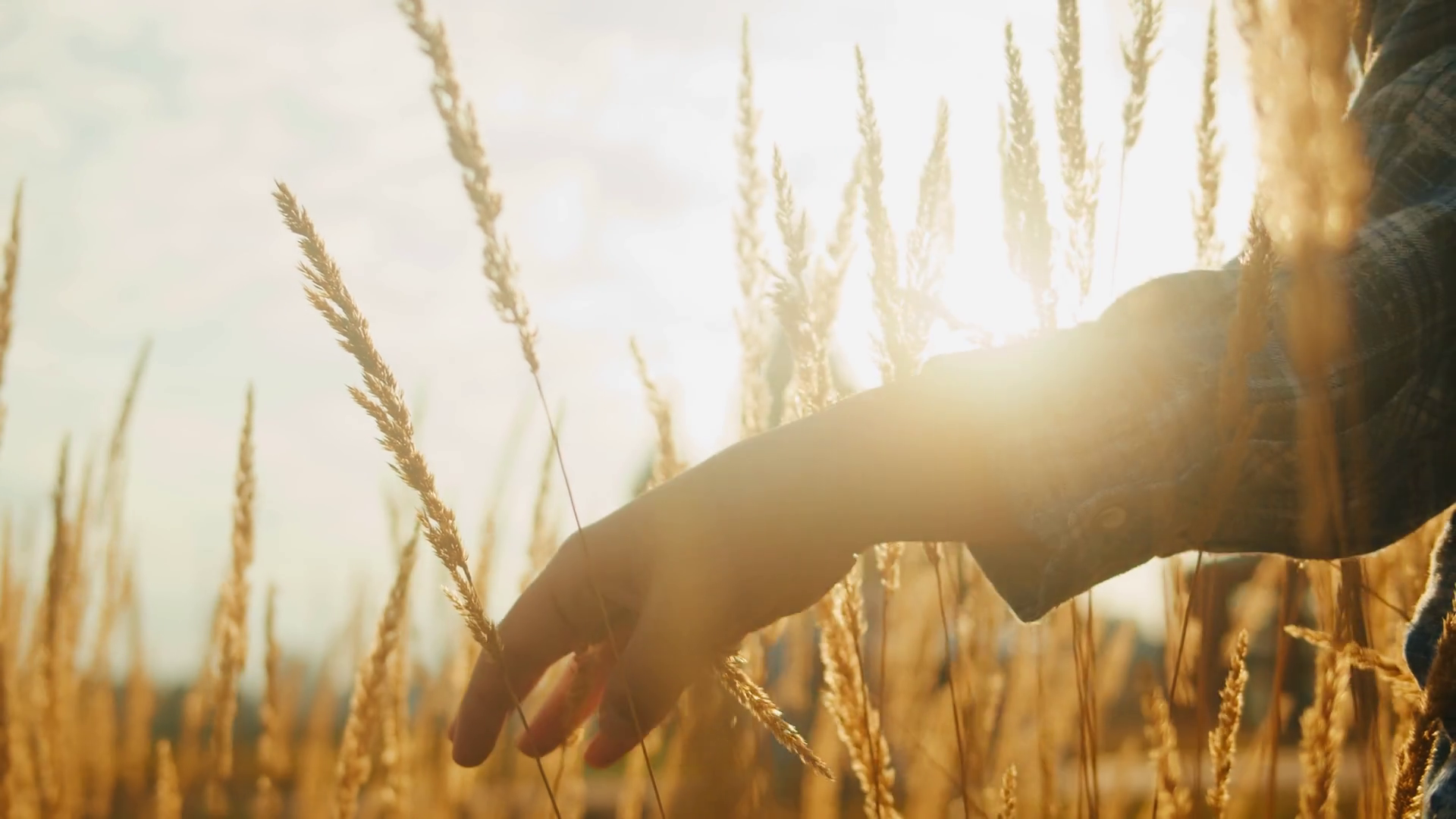 Woman Hand Touching Golden Wheat Ear In Stock Footage SBV-348672107 ...
