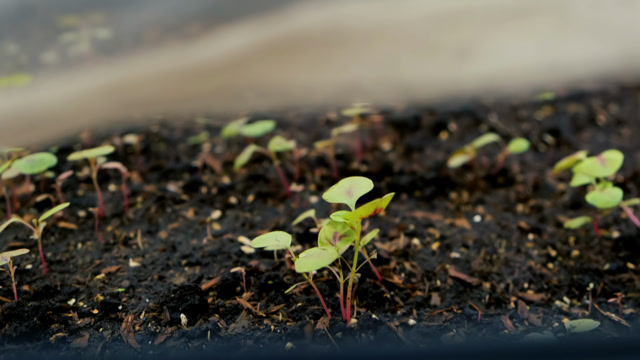 Rice Germination Stock Footage: Royalty-Free Video Clips - Storyblocks