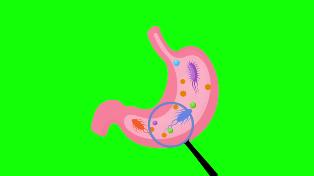 Stomach Animation Stock Footage: Royalty-Free Video Clips - Storyblocks
